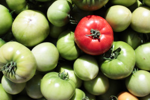 All natural chemical-free tomatoes